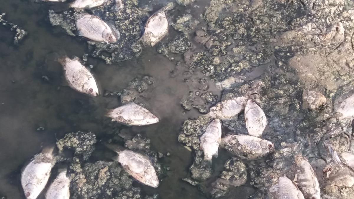 Aparecen Centenares De Peces Muertos En El Pantano Del Vicario