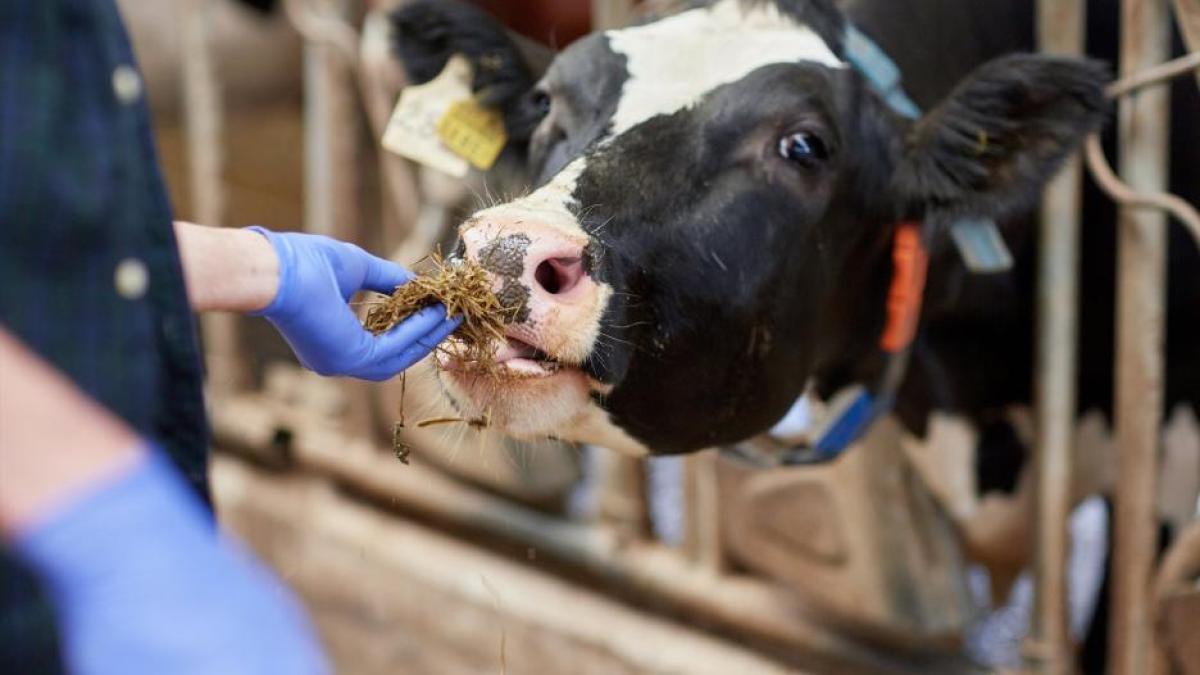 Los casos de enfermedad hemorrágica epizoótica en Castilla La Mancha