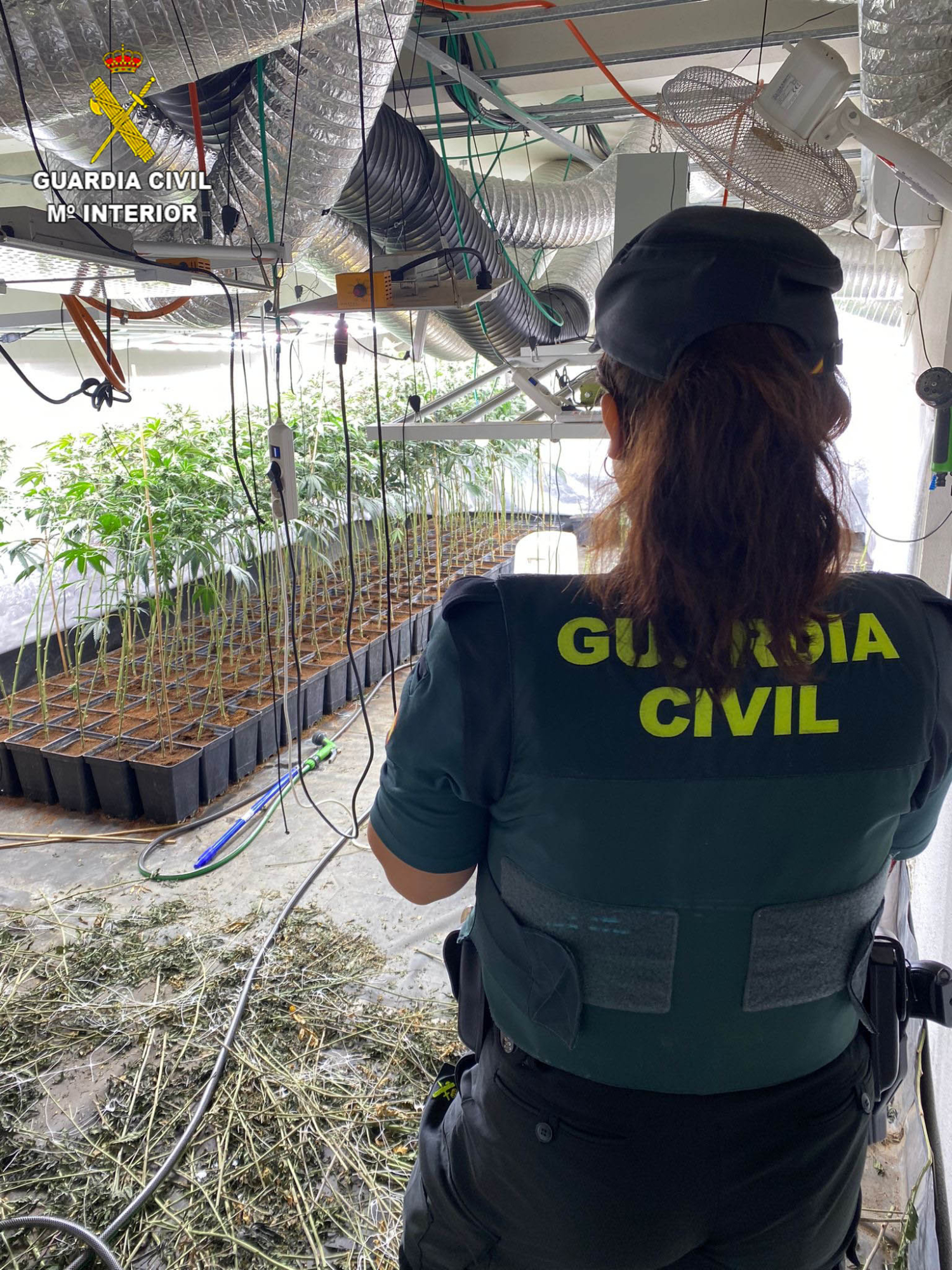 Desmantelada una plantación de marihuana en una vía de servicio de la A