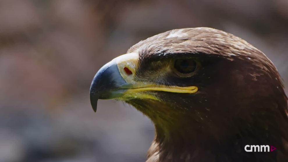 Cómo hacer un águila imperial casero con materiales reciclables