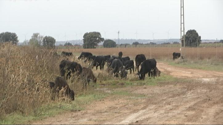 El ganado viaja 400 km entre las dos fincas familiares