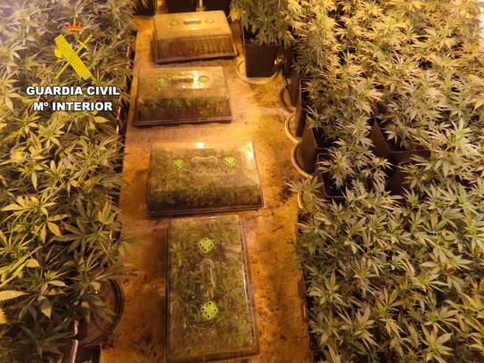 Plantación indoor de marihuana en Isso