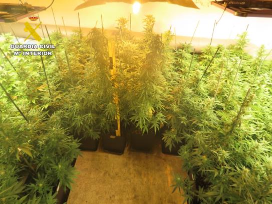 Plantación indoor de cannabis sativa en Isso, pedanía de Hellín (Albacete)