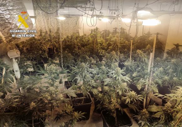 Plantación de cannabis sativa marihuana