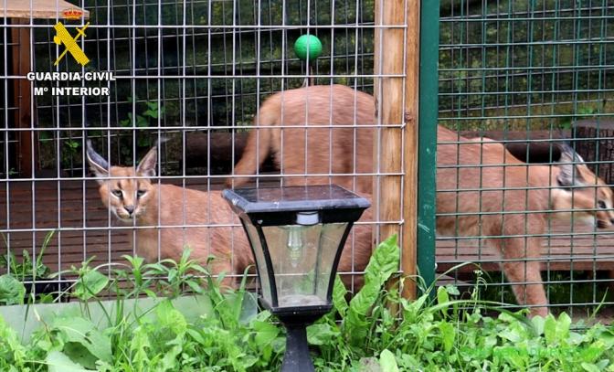 linces Caracal caracal