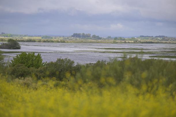 El Parque Nacional de Las Tablas de Daimiel, considerado a nivel internacional como uno de los humedales más importantes de España, ha alcanzado las 623 hectáreas inundadas.
