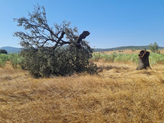 Árbol tras el paso del vendaval en Alamillo