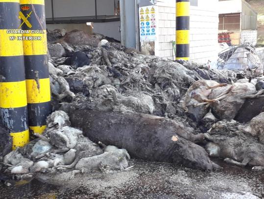 La grave situación de los animales que estaban muertos en la planta.