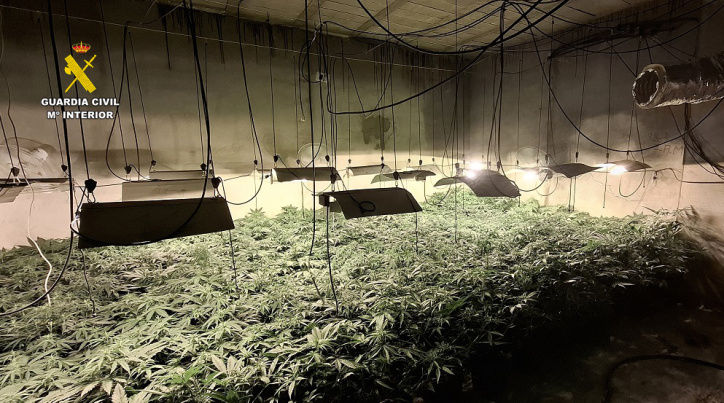 Cinco detenidos, de entre 34 y 80 años, tras el hallazgo de más de 800 plantas de cannabis sativa en tres viviendas en Albacete