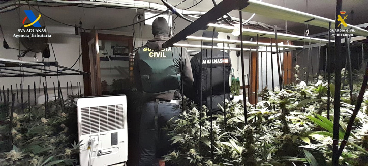 Plantas en el interior de la vivienda.