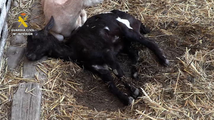 Los animales eran sacrificados en mataderos ilegales.