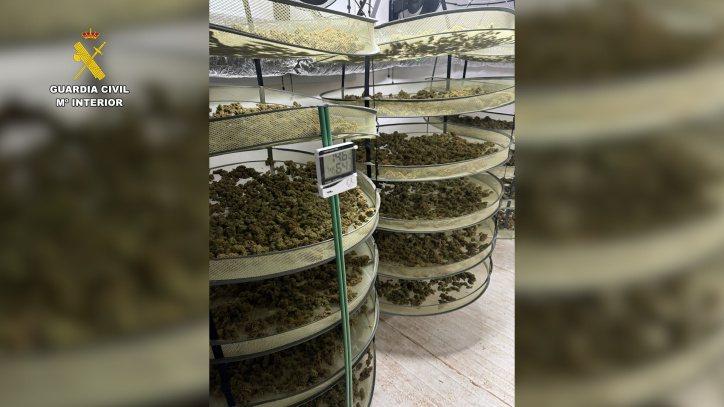 Catorce detenidos por tráfico de marihuana en La Sagra (Toledo), con casi 11.000 plantas