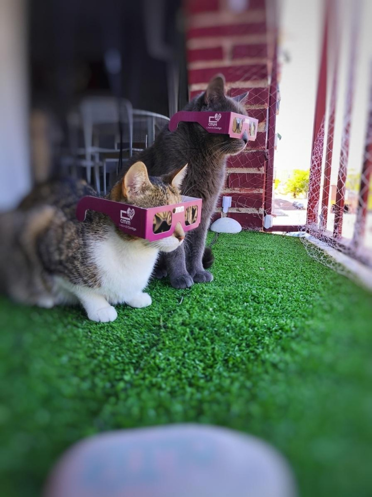 Los felinos, pendientes del eclipse