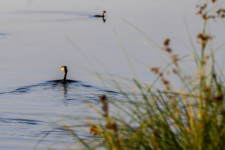 El Parque Nacional de Las Tablas de Daimiel a 1 de septiembre de 2026