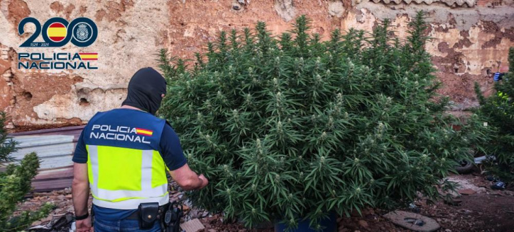 Plantación de marihuana en Puertollano.