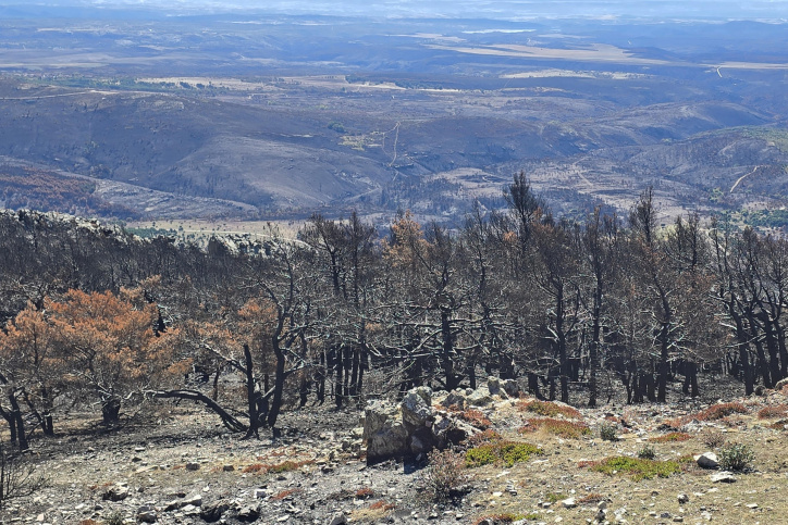 MIERLA (GUADALAJARA), 24/10/2026.- Los pueblos afectados por el incendio de la Sierra Norte de Guadalajara, iniciado en La Mierla el 16 de julio y que arrasó más de 34.000 hectáreas, comienzan su recuperación tres meses después con la finalización del arreglo de caminos, el inicio de la saca de madera y el pago de ayudas al sector primario y turístico en las próximas semanas. EFE/Beatriz Retuerta de Lucas