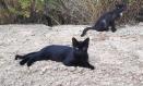 Gatos 
COLONIAS FELINAS
(Foto de ARCHIVO)
24/9/2020