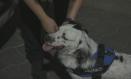 Agentes caninos: la nueva unidad de la Policía Local de Toledo encargada de detectar droga.