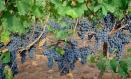Castilla-La Mancha recibirá 35,7 millones de euros para reestructurar y reconvertir viñedos