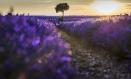 Un campo de lavanda, a 30 de junio de 2023, en Brihuega, Guadalajara, Castilla La-Mancha (España). Brihuega, conocida como ‘El Jardín de la Alcarria’, fue la pionera hispana en el cultivo de lavanda hace 30 años. La siega y recolección de los campos comienza en verano en el momento en el que la flor ya ha tomado un color grisáceo. Esta labor termina entre la segunda o tercera semana de agosto, despidiendo así la temporada de la floración. Solo en estos campos la recolección alcanza hasta los 2.500 kilos diarios de esencia. Ya hay más de 1.000 hectáreas de lavanda en este municipio de Guadalajara y se ha establecido una planta de tratamiento y producción de perfumes.
01 JULIO 2023;PLANTA;COSECHA;MEDIO AMBIENTE;NATURALEZA;VERDE;MORADO;LAVANDA;FLORES;
Rafael Martín / Europa Press
(Foto de ARCHIVO)
30/6/2023