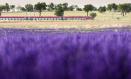 Un tren cercano a los campos de lavanda, a 30 de junio de 2023, en Brihuega, Guadalajara, Castilla La-Mancha (España). Brihuega, conocida como ‘El Jardín de la Alcarria’, fue la pionera hispana en el cultivo de lavanda hace 30 años. La siega y recolección de los campos comienza en verano en el momento en el que la flor ya ha tomado un color grisáceo. Esta labor termina entre la segunda o tercera semana de agosto, despidiendo así la temporada de la floración. Solo en estos campos la recolección alcanza hasta los 2.500 kilos diarios de esencia. Ya hay más de 1.000 hectáreas de lavanda en este municipio de Guadalajara y se ha establecido una planta de tratamiento y producción de perfumes.
01 JULIO 2023;PLANTA;COSECHA;MEDIO AMBIENTE;NATURALEZA;VERDE;MORADO;LAVANDA;FLORES;
Rafael Martín / Europa Press
(Foto de ARCHIVO)
30/6/2023