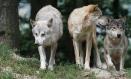 El olor de la vainilla podría ahuyentar al lobo y proteger al ganado