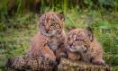 El Ministerio de Transición Ecológico ha dado los datos del censo de lince ibérico en Castilla-La Mancha.