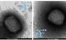 Dos imágenes, obtenidas por microscopía electrónica, del virus de la viruela del mono. Imagen: Unidad de Microscopía Electrónica del ISCIII
ISCIII
22/7/2022