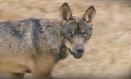 
Reportaje sobre el seguimiento que se hace al lobo ibérico en la Sierra Norte de Guadalajara.
