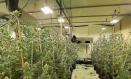 Plantación de cannabis Chinchilla