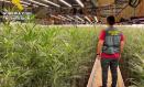 La Guardia Civil desmantela dos plantaciones con más de 6000 plantas de marihuana en una finca agrícola de Recas
