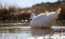Un pato en el Parque Natural de las Lagunas de Ruidera, a 2 de febrero de 2024, en Ruidera, Ciudad Real, Castilla-La Mancha (España). El parque natural de las Lagunas de Ruidera es un espacio natural protegido y uno de los grandes humedales situado en la comunidad autónoma española de Castilla-La Mancha. Forman el parque natural un conjunto de dieciséis remansos o lagunas fluviales a lo largo del valle del Guadiana Viejo, como continuación del río Pinilla por su afluencia sureste, y por su afluencia noreste a lo largo del Arroyo Alarconcillo; separados y conectados entre sí por barreras de formación tobácea o travertino.
02 FEBRERO 2024;PARQUE;NATURAL;NATURALEZA;RECURSOS;HUMEDALES
Patricia Galiana / Europa Press
02/2/2024