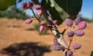 Ppistacho en una finca en Ciudad Real, Castilla La-Mancha (España).