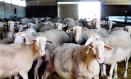 Rebaño de ovejas de la ganadería Don Apolonio en Malagón, Ciudad Real , Castilla-La Mancha (España), a 26 de marzo de 2021. El negocio se remonta a finales del siglo XIX cuando un matrimonio comenzó la producción de queso de forma artesanal con 150 ovejas y 30 cabras, hoy en día cuentan con 25 trabajadores. En épocas de máxima producción la empresa, que utiliza como materia principal leche de rebaño manchego alimentado en la zona manchega, elabora alrededor de 2.000 quesos al día (unos 7.000 kilos), imitando las técnicas tradicionales pero de forma mecanizada. Como cada año, el 27 de marzo se celebra el Día Internacional del Queso, un manjar con el que podemos contar alrededor del mundo en más de 2.000 variedades. Solo en España 26 quesos cuentan con el distintivo de Denominación de Origen Protegida.
27 MARZO 2021;QUESO;OVEJAS;LECHE;COMIDA;CABRAS;DENOMINACIÓN DE ORIGEN
Patricia Galiana / Europa Press
(Foto de ARCHIVO)
25/3/2021