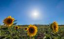 Girasoles en Carrascosa del Campo.