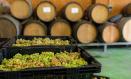 Varias cajas llenas de uvas durante la recepción de la uva en una bodega
