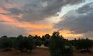 Imagen de nubes al atardecer en un olivar de Castilla-La Mancha