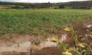 Así han quedado los campos de girasoles en la provincia de Guadalajara.