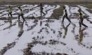 Imagen de militares de la UME de León en labores de búsqueda de cuerpos arrastrados por las riadas entre los arrozales de Alfafar (Valencia). EFE/Kai Försterling