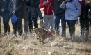 Suelta de los primeros ejemplares de lince ibérico en la provincia de Cuenca.

REMITIDA / HANDOUT por A.PEREZ HERRERA/JCCM
Fotografía remitida a medios de comunicación exclusivamente para ilustrar la noticia a la que hace referencia la imagen, y citando la procedencia de la imagen en la firma
12/2/2025