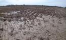 Parcela de trigo después de las inundaciones provocadas por el desembalse de pantanos del Tajo