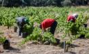 (Foto de ARCHIVO)
Un trabajador recoge uvas en el campo, a 23 de agosto de 2022, en San Martín de Valdeiglesias, Madrid (España). Agricultores del sector vitivinícola madrileño han adelantado la vendimia a finales de agosto y principios de septiembre a causa de las altas temperaturas y de la sequía, y han alertado del peligro que corren las cosechas del año que viene.

Ricardo Rubio / Europa Press
23 AGOSTO 2022;UVA;BODEGA
23/8/2022