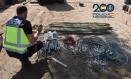 Material incautado al clan detenido en Alcázar de San Juan.
