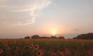 Imagen de un campo de girasoles en Cuenca