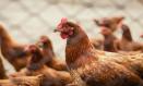 Ante un posible aumento de casos, el Ministerio de Agricultura, Pesca y Alimentación eleva las medidas de control de la gripe aviar a partir del 10 de noviembre