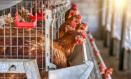 Castilla-La Mancha avanzará en una resolución propia que contempla el confinamiento de gallinas camperas