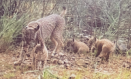 Se confirma que han nacido tres crías de lince en el Parque Nacional de Cabañeros