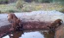 Dos de los cinco cachorros que han nacido en la provincia de Cuenca durante la primavera de 2026