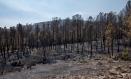 Zona calcinada por el incendio de La Mierla.

JUANMA JIMÉNEZ/EUROPA PRESS
23/7/2026