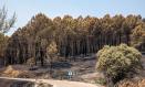 (Foto de ARCHIVO)
Terreno quemado por el incendio forestal, a 23 de julio de 2026, en La Mierla, Guadalajara, Castilla-La Mancha (España). Según fuentes del gobierno regional, el fuego de La Mierla, que cumple su primera semana activo y que ya ha calcinado unas 32.000 hectáreas, sigue en fase de estabilización y su evolución favorable podría derivar en la decisión de poder levantar los desalojos de algunos de los edificios evacuados.

Juanma Jiménez / Europa Press
23/7/2026